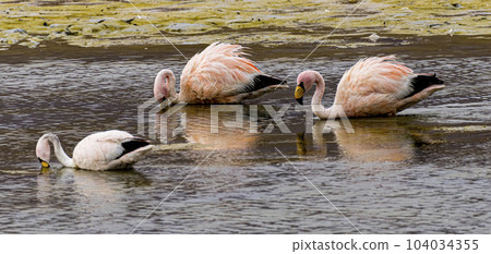 Three 3 flamingos in a shalow lake in Bolivia with reflection in water 104034355