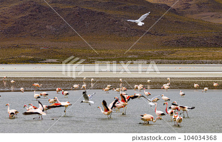 Flamingos in a shallow lake in Bolivia 104034368
