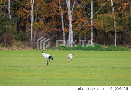 A red-crowned crane parent and child (Tsurui Village, Hokkaido) 104034426