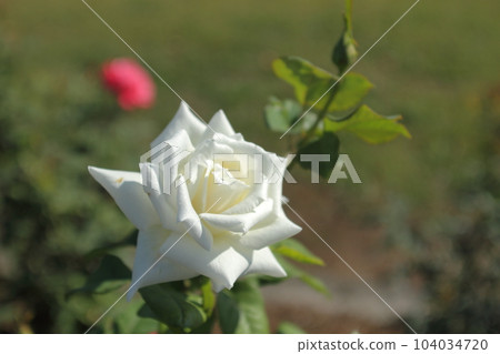 荒尾市少女公民花壇玫瑰花, 荒尾市少女公民花壇玫瑰花, 104034720