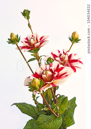 Dahlia 104034832