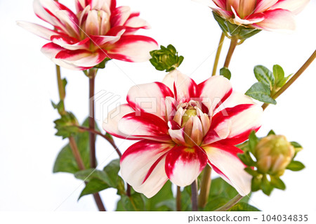 Dahlia 104034835