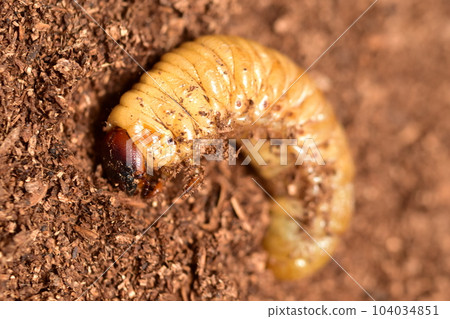 Beetle larva (before pupation) 104034851