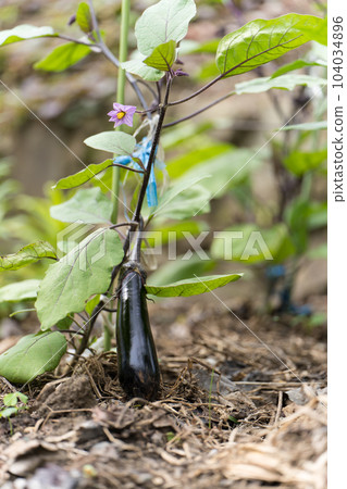 茄子的一個字段 104034896