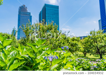 （東京）初夏的舊芝離宮庭園，美麗的藍天、新綠和藍色繡球花 104034932