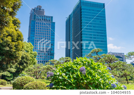 (東京)初夏的舊芝離宮庭園,美麗的藍天、新綠和藍色繡球花 (東京)初夏的舊芝離宮庭園,美麗的藍天、新綠和藍色繡球花 104034935