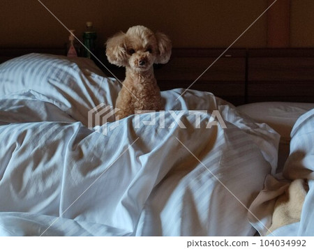 toy poodle in bed 104034992