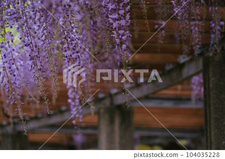 春天在清澄花園盛開的紫藤花 春天在清澄花園盛開的紫藤花 104035228