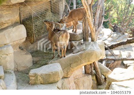 Two horned brown goats eating hay from a feeder at the zoo 104035379