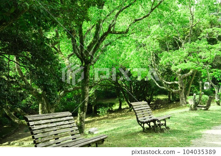 夏日樹下的小樹蔭 夏日樹下的小樹蔭 104035389