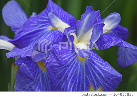 Flowers of irises Flowers of irises 104035833