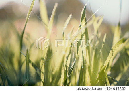 Close up of the green grass lawn and autumn foliage with sun beam, soft focus, copy space. 104035862
