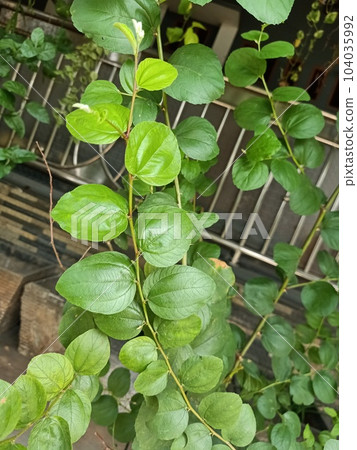 Close up of ma jia zi plant  104035992