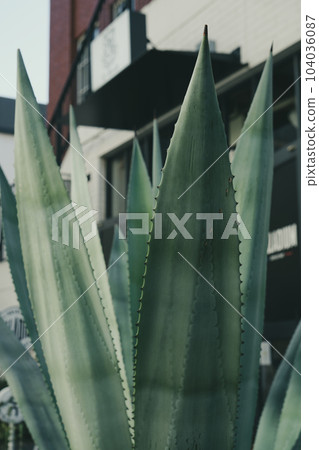 Everyday landscape Everyday landscape 104036087