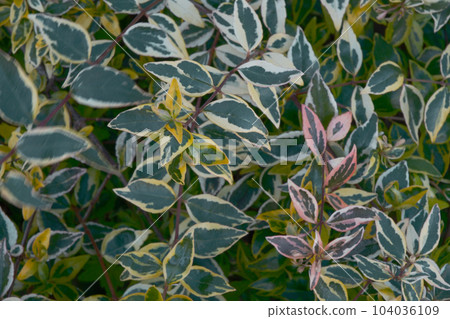 Everyday landscape Everyday landscape 104036109