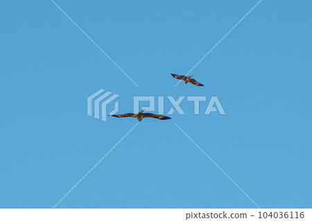 Everyday landscape Everyday landscape 104036116