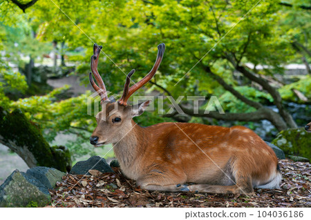 nara deer wild japan attractions nara deer wild japan attractions 104036186