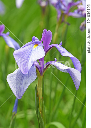 Flowers of irises 104036193