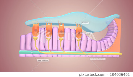 Located along the lower surface of the inner cochlear spiral, the basilar membrane contains many tiny receptors called hair cells, which react to the moving cochlear fluid. Located along the lower surface of the inner cochlear spiral, the basilar membrane contains many tiny receptors called hair cells, which react to the moving cochlear fluid. 104036401