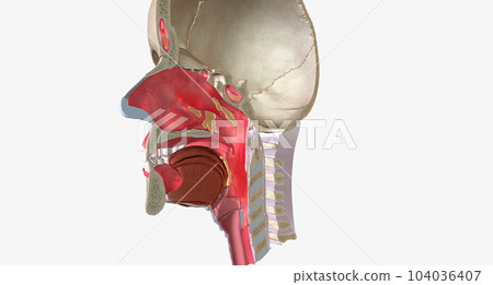 Upper respiratory infections (URIs) are common conditions caused by a viral infection of the respiratory tissue. Upper respiratory infections (URIs) are common conditions caused by a viral infection of the respiratory tissue. 104036407