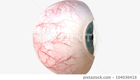 The cornea is the transparent, outer dome forming the anterior (front) portion of the eye. 104036418