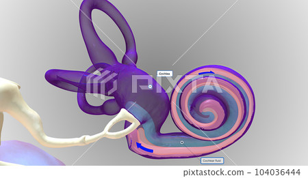 In the inner ear, sound waves move into a fluid-filled, spiral bone called the cochlea. In the inner ear, sound waves move into a fluid-filled, spiral bone called the cochlea. 104036444