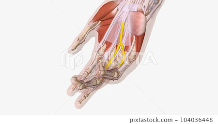 Fibrotic tissue and collagen may accumulate in the mottled, central, spiral, and lateral bands of the palmar aponeurosis or any finger. 104036448