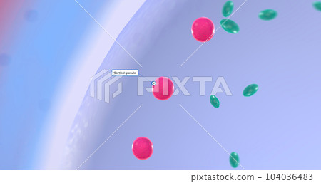 The egg cell, also known as an ovum, is the female reproductive cell. 104036483