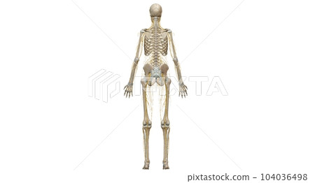 Your nervous system is your body's command center. 104036498