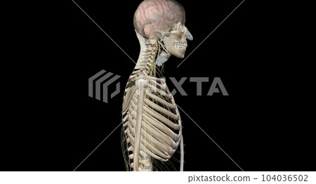 Your nervous system is your body's command center. 104036502