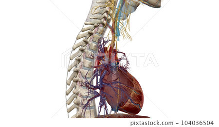Peripheral nerves reside outside your brain and spinal cord. 104036504