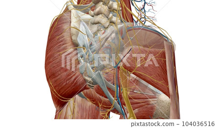 This nerve sts in the lower back and runs down the back of each leg. This nerve sts in the lower back and runs down the back of each leg. 104036516
