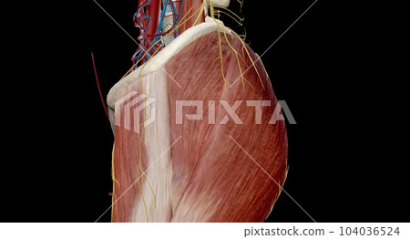 This nerve sts in the lower back and runs down the back of each leg. This nerve sts in the lower back and runs down the back of each leg. 104036524