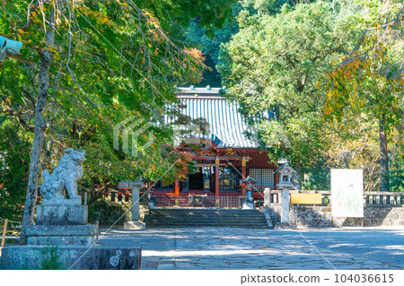 伊豆山神社，秋天的陽光透過樹木 1，靜岡縣熱海市 104036615