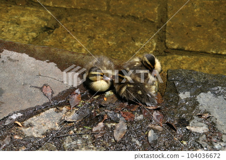 Chicks in the gulls 104036672
