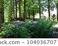 Hydrangea 104036707