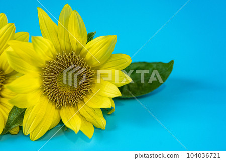 夏天的向日葵 夏天的向日葵 104036721