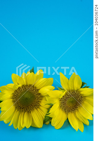 夏天的向日葵 104036724
