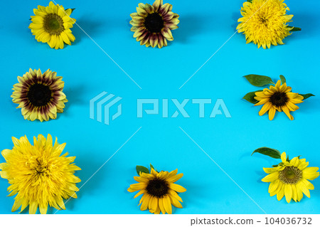 sunflowers in summer sunflowers in summer 104036732