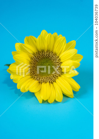 夏天的向日葵 104036739