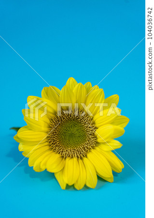 sunflowers in summer sunflowers in summer 104036742