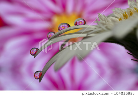 非洲菊水滴 104036983