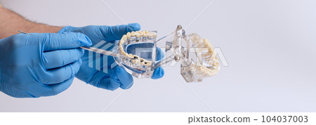 Dental technician holding a dental jaw model on a white background. Showing caries Dental technician holding a dental jaw model on a white background. Showing caries 104037003