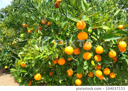 An image of an orange garden. An orange is a fruit of various citrus species in the family Rutaceae An image of an orange garden. An orange is a fruit of various citrus species in the family Rutaceae 104037133