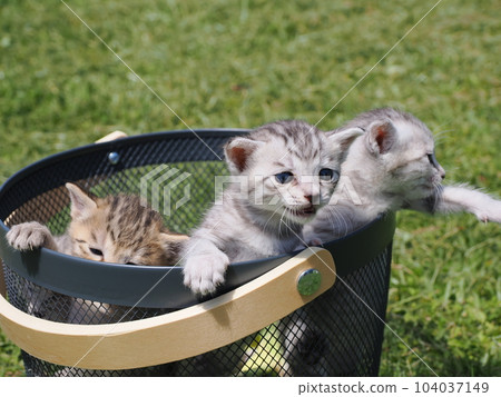 可愛的小貓弟弟 104037149