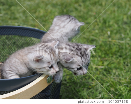 可愛的小貓弟弟 104037158