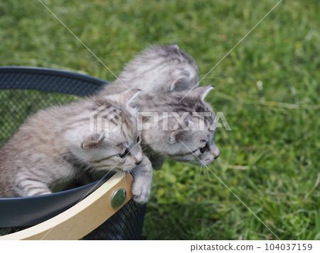 可愛的小貓弟弟 可愛的小貓弟弟 104037159