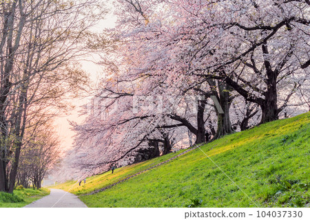 Cherry blossoms in Yawata City, Kyoto Prefecture Cherry blossoms in Yawata City, Kyoto Prefecture 104037330