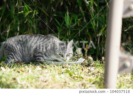 New stray cat pheasant white male 104037518