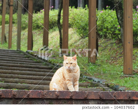 A local cat family relaxes in the park 104037602